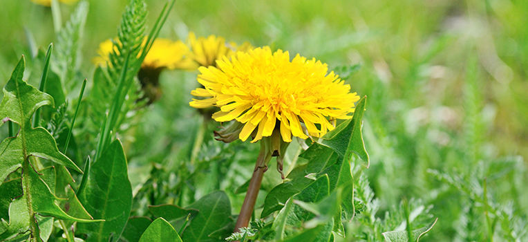Christians Are Like&nbsp;Weeds