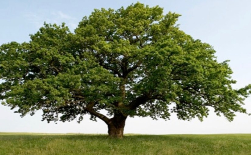 The Robin And The Oak&nbsp;Tree