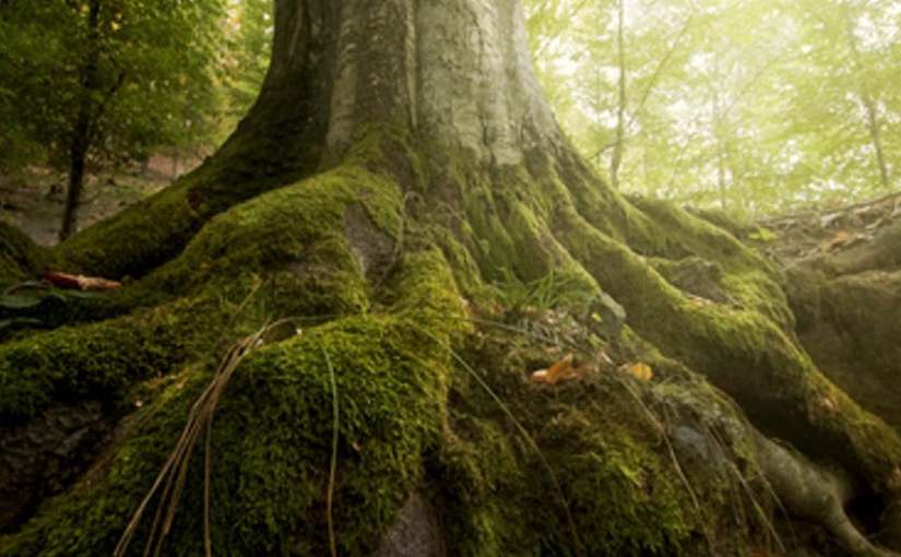 Strong Trees Don’t Grow&nbsp;Overnight