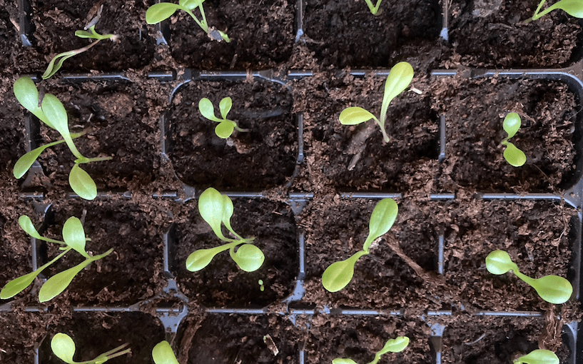 Seedlings Need The&nbsp;Weather