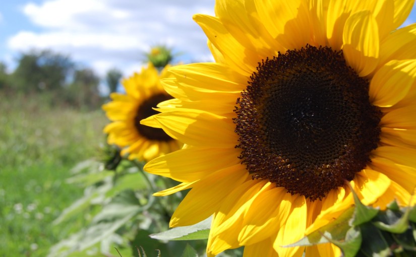 Seeds And Sunflowers