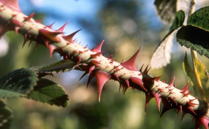 The Weeds (a&nbsp;poem)