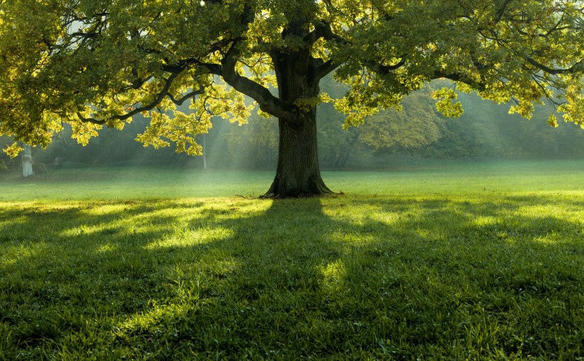 Tree House (a&nbsp;poem)