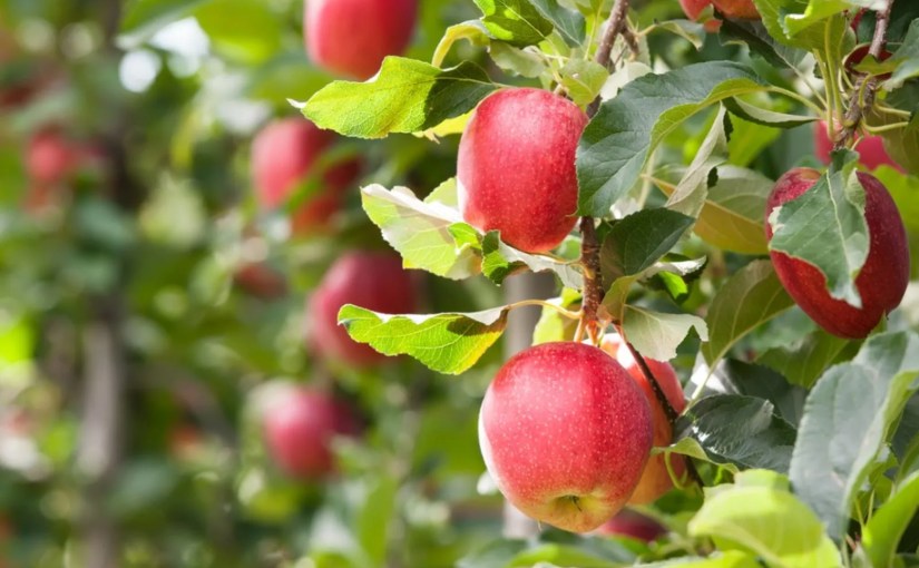 The Crooked Apple&nbsp;Tree