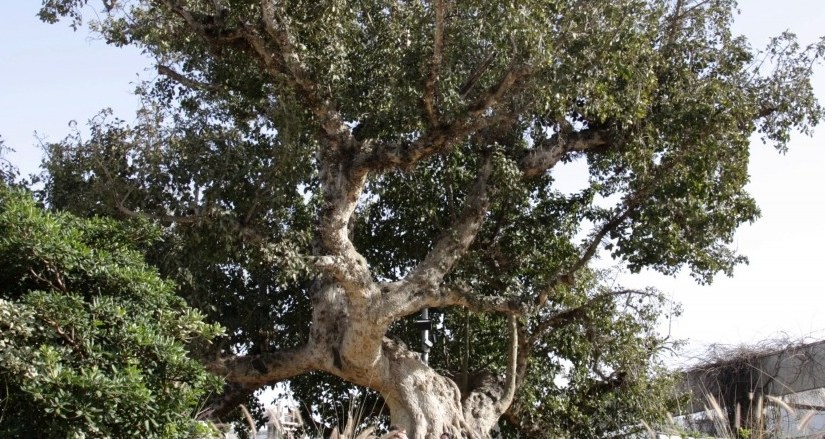 A Sycamore Tree, A Car Crash, And God’s&nbsp;Provision