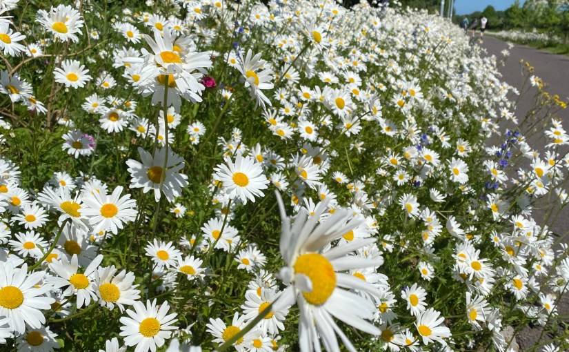 Wildflowers Anonymous (a&nbsp;poem)