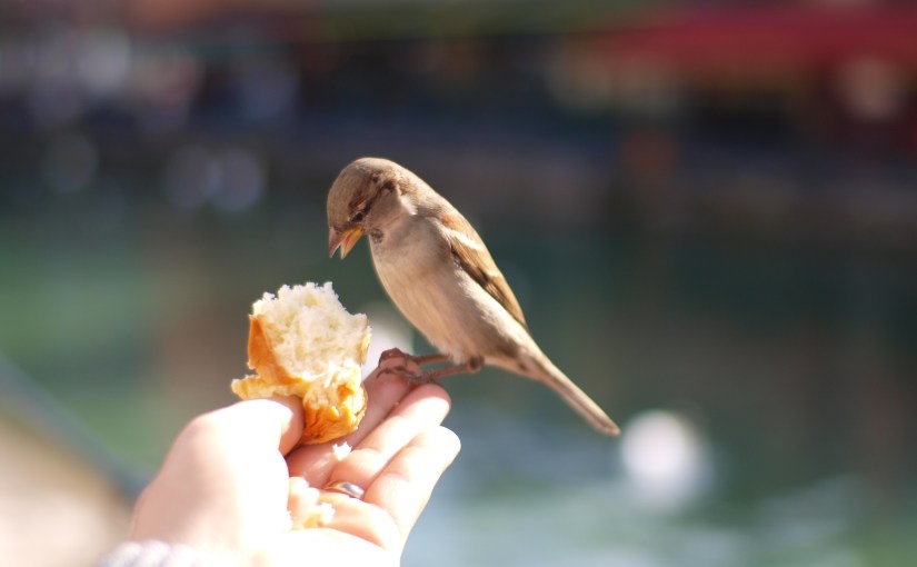 Of Birds, Baguettes, And Being A&nbsp;Creature