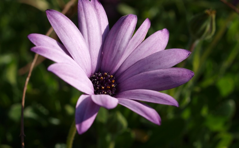 The Ingredients of a Petal (a&nbsp;poem)